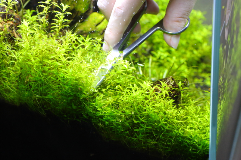 はさみを茂みの中に差し込むようにしてカット　パールグラスのトリミング